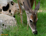 WHITE TAIL DOE, UP CLOSE  AND PERSONAL