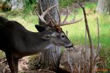 ONLY ONE BUCK