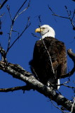 BALD EAGLE