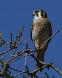 ANOTHER AMERICAN KESTREL