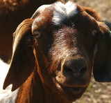 GOATS EAT OATS