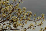 BRADFORD PEAR TREE