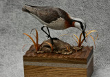 CATEGORY 5 - SHORE BIRDS - ARTIST, NEAL MULTON