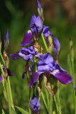 PURPLE IRIS