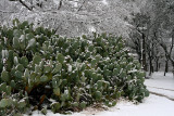 CACTUS SNOW