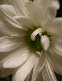 PETALS