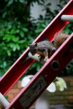 SQUIRREL ON A LADDER