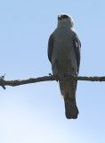 MISSISSIPPI KITE
