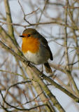 Robin