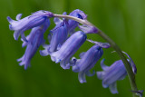 even more Bluebells