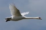 Swan in flight