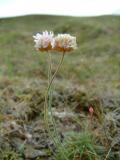 A small thrift plant