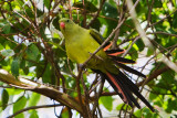 Female Regent Parrot
