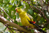 Male Regent Parrot