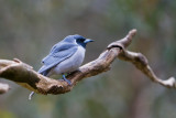 Masked Woodswallow