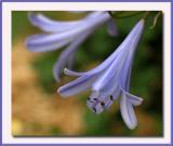 Agapanthus