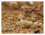 Red Browed Firetail