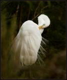 Great Egret