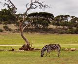 Zebra feeding on the plains at Monarto Zoological Park, South Australia