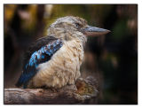 Blue Winged Kookaburra