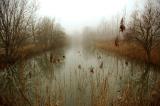 The pond in the mist
