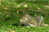 Sciurus Carolinensis