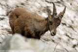 Capra Ibex