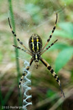 Argiope Bruennichi