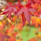 Red leaves