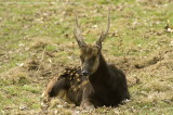 Cervus Alfredi