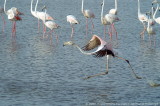 Phoenicopterus Ruber