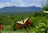 Mountain Tiger Swallowtail