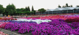 Gilroy Flower Garden