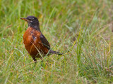 American Robin is the early bird waiting for those worms<br><br>