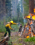 Forest Service clearing forest debris during prescribed slash burns<br><br>
