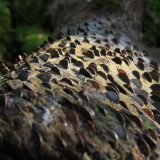 Money Tree