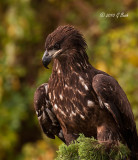 Raptor Shoot-2010Oct23-1419 S.jpg