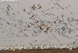 Snow Geese at Middle Creek #22