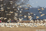 Snow Geese at Middle Creek #24