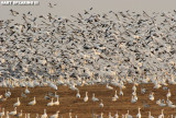 Snow Geese at Middle Creek #25