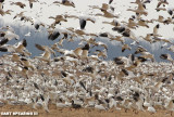 Snow Geese at Middle Creek #29