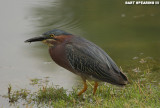 Green Heron 3