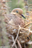Morning Dove Nesting In Sagauro Cactus