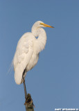 Chincoteague Great White Egret