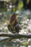 Green Heron Trying To Keep Cool