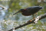 Green Heron With Dragonflies