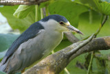 Black Crowned Night Heron 8