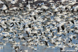 Snow Geese At Middle Creek #38
