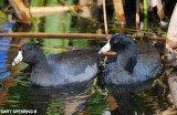 A Pair of Coots
