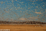 Snow Geese At Middle Creek #13